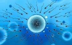 专家呼吁：保护生育能力，关注精子健康