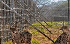 India will not fence cheetah habitats: Government panel chief