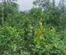 संरक्षणमा अब्बल छन् स्थानीय सामुदायिक वन