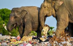 触目惊心，斯里兰卡大象在塑料垃圾间寻找食物