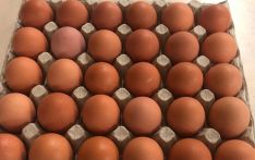 Egg demand soars in meat-less month