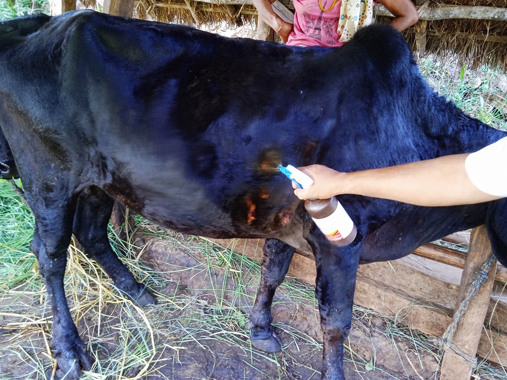 cow