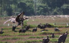 राजापानी वनमा गिद्ध आहार केन्द्र बन्ने