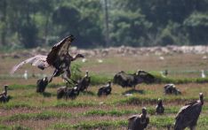 राजापानी वनमा गिद्ध आहार केन्द्र बन्ने