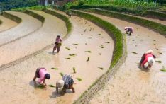 Improved irrigation canal transforms farming in Tshankhardung