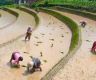 Improved irrigation canal transforms farming in Tshankhardung