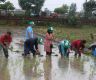 20th National Paddy Day slogans, ''Climate Adapted Farmer Friendly Technology, Increase in Productivity''