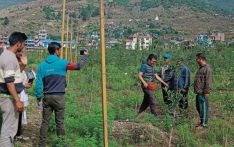 बजारमा जुम्ली स्याउको माग, जिल्लामा खेती विस्तार