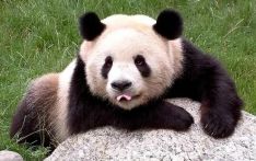 大熊猫“人见人爱” 可爱背后蕴藏着生物进化的密码