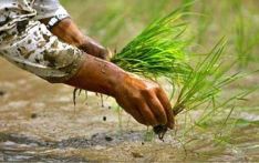 मधेस प्रदेशमा नौ प्रतिशत मात्र धान रोपाइँ
