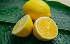 以柠檬等为主要成分 植物精油类驱蚊剂未必更安全