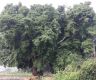 Rare ‘Laguma’ tree removed secretly