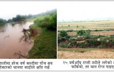 बाढीले सताउन थालेपछि धान फल्ने खेत बाँझै छाड्दै किसान