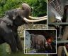 外媒：斯里兰卡总理道歉，被迫“打工”并遭受虐待的大象回到泰国