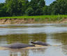 Dolphin-watching season begins in Kailali