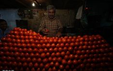 印度一周内两位农民因西红柿被杀 一被害者生前曾通过出售西红柿赚了300万卢比