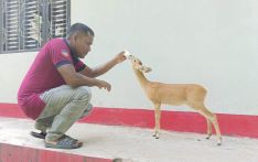 मानिससँग रत्तिँदै चौका