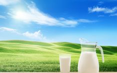 大多数植物奶的蛋白和钙含量低于牛奶