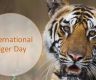 29th July Marks International Tiger Day