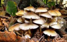 आम्दानीको स्रोत बन्दै जङ्गली च्याउ