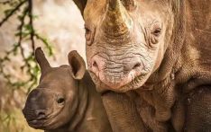 南非：今年上半年共231头犀牛遭盗猎犯罪分子杀害