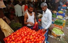 “疯狂的番茄”困扰印度