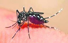 Dengue infections on the rise, cases exceed 10,000