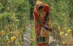 印度西红柿价格疯涨波及到尼泊尔