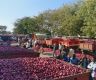 西红柿涨了洋葱涨...印度将对洋葱征收40%的出口税