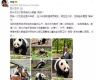 太有爱啦！费翔晒与领养的“哈基米”大熊猫合影
