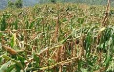 हावाहुरीले मकैबालीमा दश करोडभन्दा बढीको क्षति