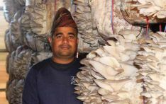 尼泊尔海归种蘑菇  渴望去中国学习先进技术