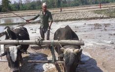 किसान नै पाउँदैनन् ऋण अनि कसरी बढ्छ उत्पादन?