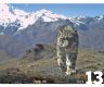 Snow leopard population grows