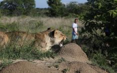 相比狮吼，非洲动物更怕人声？