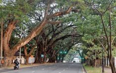 Some 300 trees in CMC area identified as potential threat