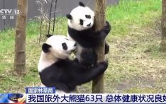 国家林草局：我国旅外大熊猫63只 总体健康状况良好