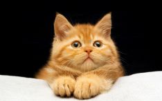 最新研究：猫共有276种不同的面部表情