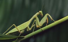 日本京都大学研究发现：螳螂“投河自尽”，幕后黑手是它！