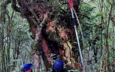 云南凤庆发现一株野生喜马拉雅红豆杉 预估树龄达上千年