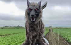 日本用电子“怪物狼”代替稻草人，驱赶野猪等动物远离人类领地