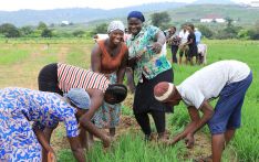 中国向尼日利亚提供水稻生产培训