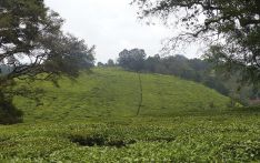 3700肯尼亚采茶工状告苏格兰东家索赔数百万英镑，败诉