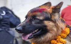 尼泊尔警方今天组织了特别活动 庆祝库库尔节