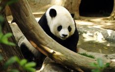 与大熊猫频繁相遇 我国多举措提升大熊猫种群保护水平