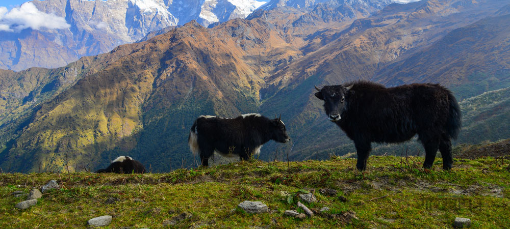 yak-chauri