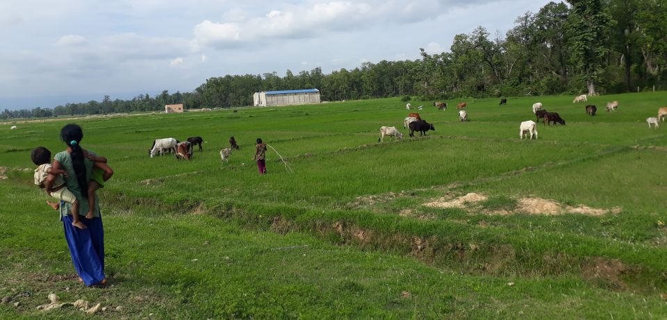 chhada chaupaya problem1
