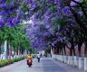 KUNMING BLOOMS IN EVERY CORNER