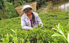 Tea industry in a crisis, say stakeholders