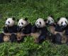 移动互联时代，大熊猫是如何成为“顶流”明星的